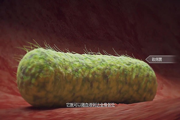 成都医学巨噬细胞3D三维动画